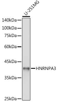 HNRNPA3 Polyclonal Antibody (E-AB-92198)