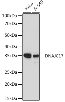 DNAJC17 Polyclonal Antibody (E-AB-92184)