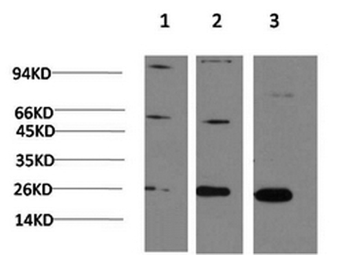CBX3 Monoclonal Antibody (E-AB-22145)
