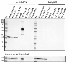 Purified anti-Rab7A Antibody (850401)