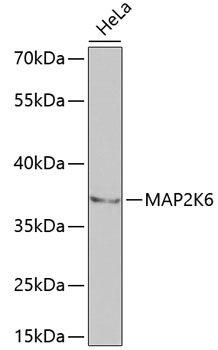 MAP2K6 Polyclonal Antibody (E-AB-60744)