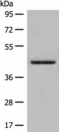 DHRS7 Polyclonal Antibody (E-AB-18684)