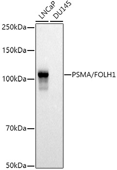 PSMA/FOLH1 Polyclonal Antibody (E-AB-91793)