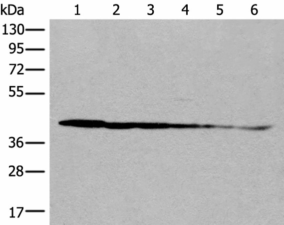 PITPNB Polyclonal Antibody (E-AB-18663)