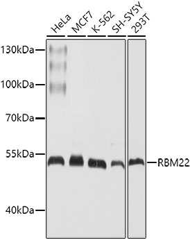 RBM22 Polyclonal Antibody (E-AB-62486)