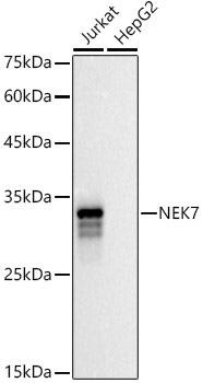 NEK7 Polyclonal Antibody (E-AB-92327)