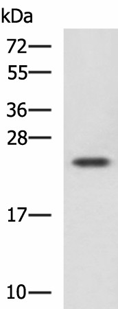 CBX5 Polyclonal Antibody (E-AB-18215)