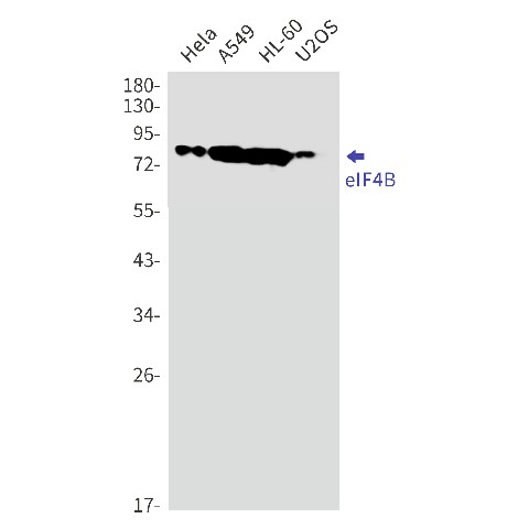 Recombinant eIF4B Monoclonal Antibody (E-AB-81554)