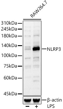 NLRP3 Polyclonal Antibody (E-AB-93354)