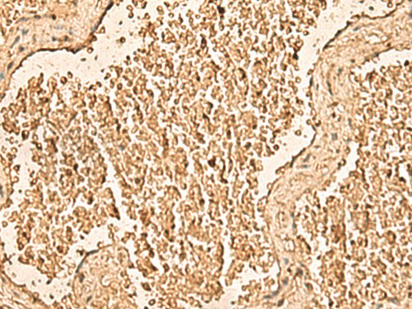 WDR33 Polyclonal Antibody (E-AB-52888)