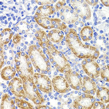 HMGCL Polyclonal Antibody (E-AB-62785)