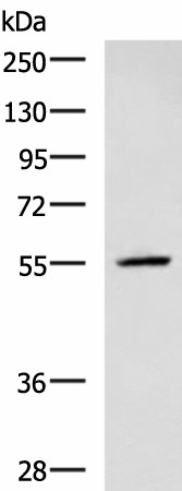 CEP57 Polyclonal Antibody (E-AB-18608)