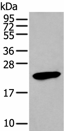 GKN1 Polyclonal Antibody (E-AB-19492)