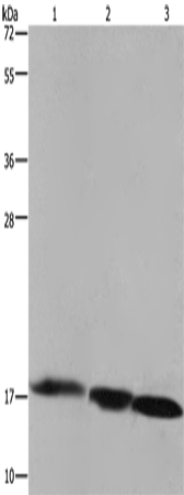 FIS1 Polyclonal Antibody (E-AB-11241)