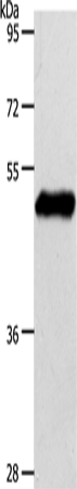 EDG1 Polyclonal Antibody (E-AB-16111)