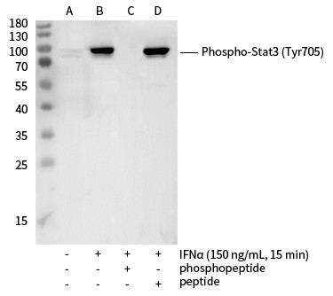 Recombinant Phospho-Stat3 (Tyr705) Monoclonal Antibody (AN300142P)