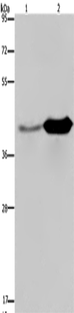 GLUL Polyclonal Antibody (E-AB-15075)