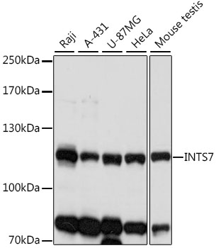 INTS7 Polyclonal Antibody (E-AB-91432)