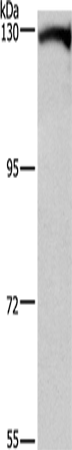 DAAM1 Polyclonal Antibody (E-AB-13182)