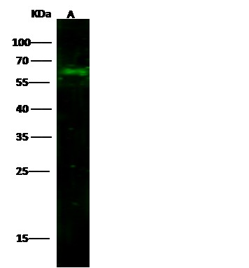 Recombinant CD14 Monoclonal Antibody (AN300459P)