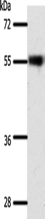 SLC32A1 Polyclonal Antibody (E-AB-16065)