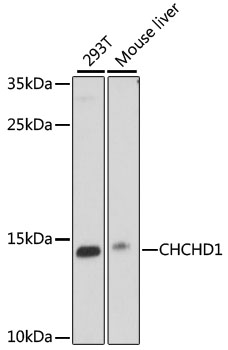 CHCHD1 Polyclonal Antibody (E-AB-66632)