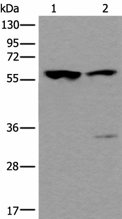 TRIM27 Polyclonal Antibody (E-AB-52224)