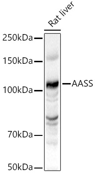 AASS Polyclonal Antibody (E-AB-90514)