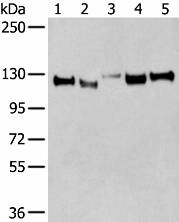 CNTN1 Polyclonal Antibody (E-AB-19550)