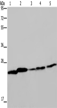 ARHGDIA Polyclonal Antibody (E-AB-11263)
