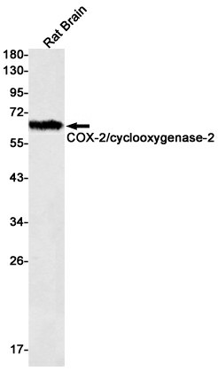 Recombinant Cyclooxygenase 2 Monoclonal Antibody (E-AB-81464)