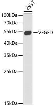 FIGF Polyclonal Antibody (E-AB-64750)