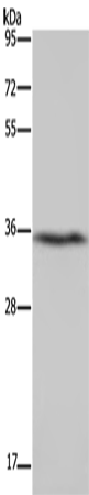 DDAH1 Polyclonal Antibody (E-AB-13014)