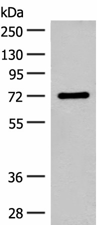 SLC6A11 Polyclonal Antibody (E-AB-17981)