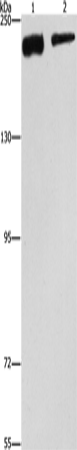 CLTC Polyclonal Antibody (E-AB-13153)