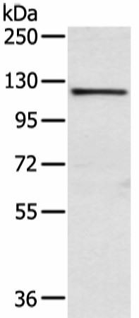 WWP1 Polyclonal Antibody (E-AB-52241)