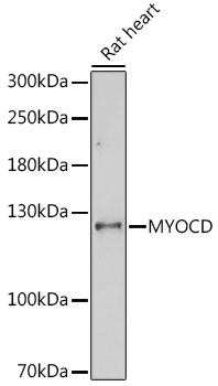 MYOCD Polyclonal Antibody (E-AB-66706)