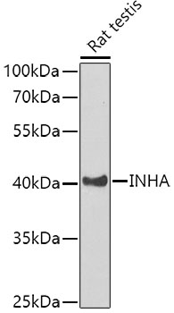 INHA Polyclonal Antibody (E-AB-62103)
