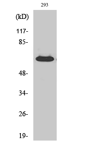 ER alpha Polyclonal Antibody (E-AB-31381)