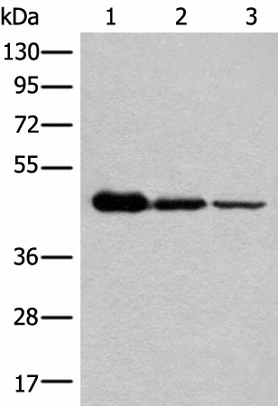 NADK2 Polyclonal Antibody (E-AB-52506)