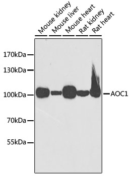 AOC1 Polyclonal Antibody (E-AB-61850)