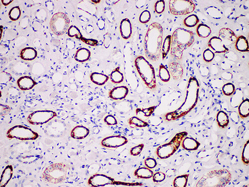 KSP-Cad Monoclonal Antibody (ELAB6640-M)