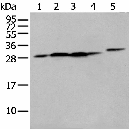 FKBP7 Polyclonal Antibody (E-AB-18419)