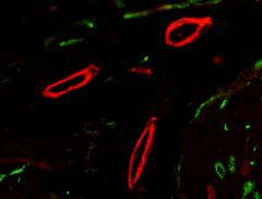 Alexa Fluor® 647 Goat anti-mouse IgG (minimal x-reactivity) Antibody (405322)