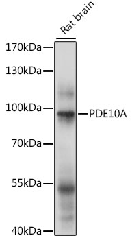 PDE10A Polyclonal Antibody (E-AB-91217)