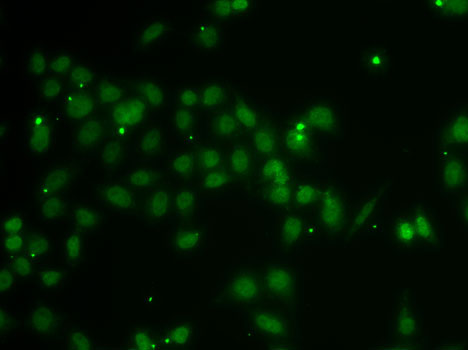 POU6F1 Polyclonal Antibody (E-AB-61631)