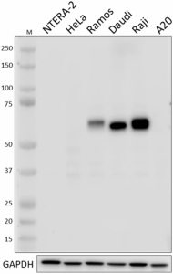 Purified anti-TFEB Antibody (936101)