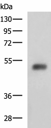 SLC30A6 Polyclonal Antibody (E-AB-53093)