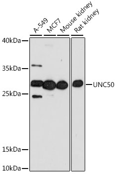 UNC50 Polyclonal Antibody (E-AB-91433)