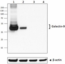 Purified anti-mouse Galectin-9 Antibody (137901)